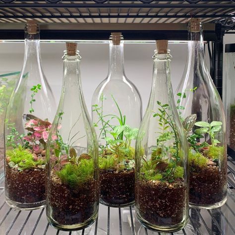 Terrarium Business, Wine Bottle Terrarium, Plant In A Bottle, Odd Plants, Closed Terrarium Plants, Closed Terrarium, Bottle Terrarium, Tattoo Plant, Plants In Bottles