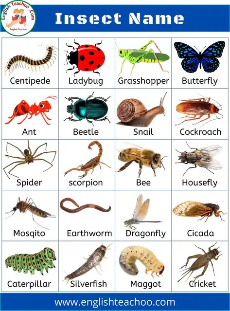 List Of Insects, Ambush Bug, Crawling Animals, Insects For Kids, Assassin Bug, Insects Names, Animal Pictures For Kids, Animals Name In English, Admiral Butterfly