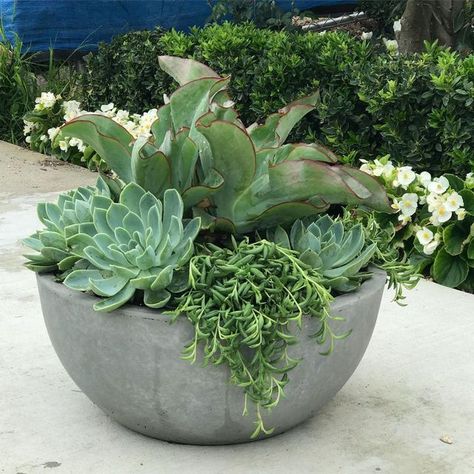 Haven Landscape Design on Instagram: "Working on some finishing touches. #pots #columntoppers #pottedsucculents #thrillfillspill #gardenpots #gardendesign #createyourhaven" Side Gardens, Bohemian Glamour, Front Yards Curb Appeal, Outdoor Space Design, Potted Plants Outdoor, Plants Outdoor, Concrete Planter, Christmas Idea, Side Garden