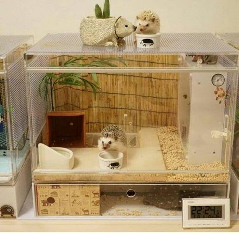 Heghogs Cage, Hedgehog Cage Ideas Aesthetic, Pet Hedgehog Cage, Hedgehog Cage Ideas, Hedgehog Ideas, Hedgehog Habitat, Hedgehog Accessories, Hedgehog Care, Pet Hedgehog