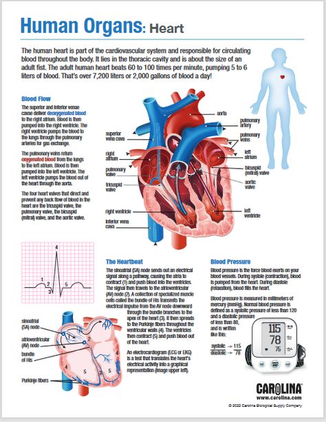 Anatomy and Physiology: Human Organs | Carolina Knowledge Center Anatomy And Physiology Flashcards, Anatomy And Physiology Study Printables, Human Anatomy And Physiology Notes, Anatomy And Physiology Notes Study, Anatomy And Physiology Notes, Organs Anatomy, Anatomy Biology, Anatomy Education, Medical Assistant Student