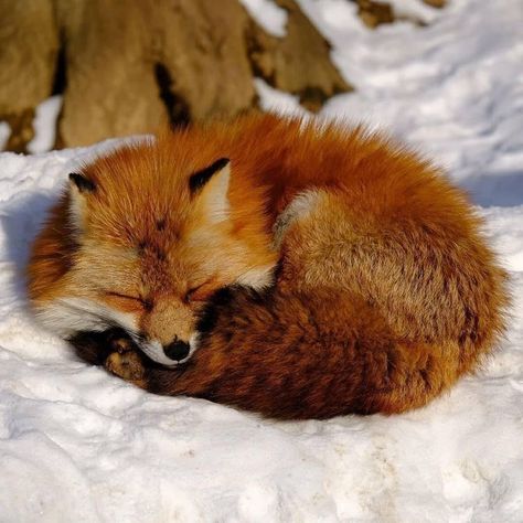 Red Fox Sleeping, Fox Laying Down, Sleeping Fox Drawing, Pictures Of Foxes, Fox Reference, Fox Sleeping, Owl Hoodie, Fox Photo, Fox Images