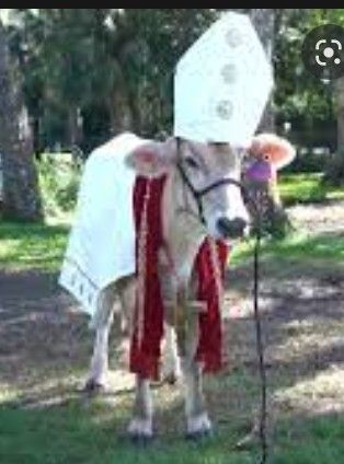 Dont worry, holy cow is here to protect you 🐮 Funny Cow Pictures, Cow Meme, Cow Puns, Funny Quotes Tumblr, Cow Illustration, Cow Pictures, Funny Animal Photos, Cows Funny, Holy Cow