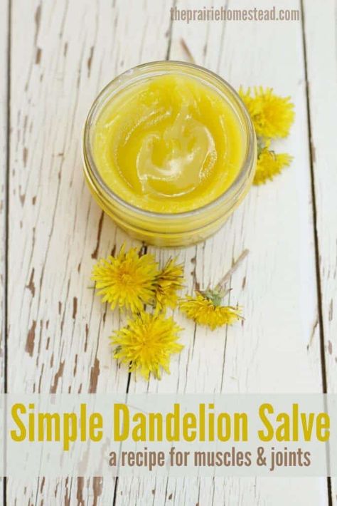 Dandelion Salve for Muscles & Joints • The Prairie Homestead Dandelion Salve, The Prairie Homestead, Prairie Homestead, Detox Kur, Salve Recipes, Herbal Salves, Healing Salves, Natural Healing Remedies, Herbal Healing