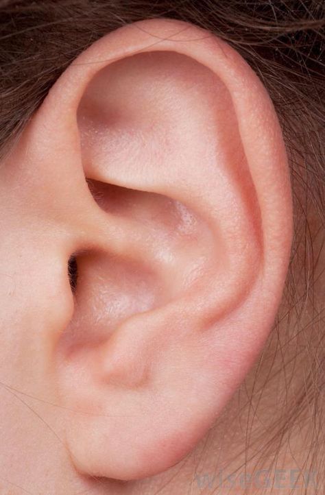 . Human Ear Reference, Ear Close Up, Ear References Photography, Ears Reference Photography, Ear Reference Photo, Ear References, Ear Photography, Ears Reference, Ear Hair Removal