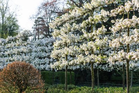 Pleached Crab Apple Trees, Pleached Apple Trees, Pleached Trees Small Garden, Diamond Espalier, Screening Trees, Espalier Trees, Pleached Trees, Crab Apple Tree, Willow Fence