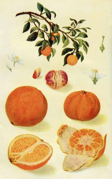 Vintage Botanical Print of Oranges & an Orange Tree – Click for larger color plate @ Vintage Fangirl Flowers And Fruit, Vegetable Illustration, Antique Botanical Print, Botanical Illustration Vintage, Illustration Botanique, Fruit Illustration, Vintage Botanical Prints, Orange Tree, Décor Boho