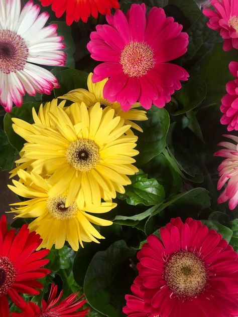 The ULTIMATE Guide for Indoor Gerbera (Barberton Daisies) Gerbera Plant, Gerbera Jamesonii, Flower Identification, Online Florist, Powdery Mildew, Annual Flowers, Gerbera Daisy, The Soil, All About Plants