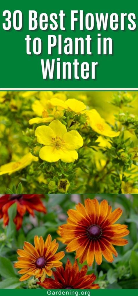 Cool Season Flowers, Seed Stratification, Fall Planting Perennials, Starting Flowers From Seeds, Planting Flowers From Seeds, Winter Flowers Garden, November Flower, Winter Sowing, Seed Planting