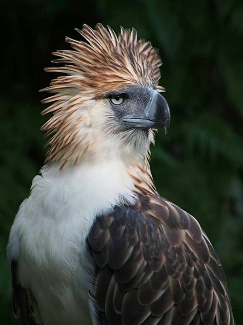 The Monkey Eating Eagle Monkey Eating Eagle, Harpy Bird, Monkey Eating, Philippine Eagle, Raptors Bird, Wild Animals Photos, Exotic Birds, Funny Animal Memes, Alam Yang Indah