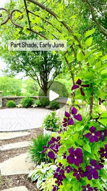 Joy in the Garden 🌸Joyce Merschman Ludlow on Instagram: "The Jackmanii clematis brings color to the mostly green landscape in early June. The Bobo hydrangeas in the background haven’t started to bloom so the Autumn Frost hosta brings a pretty complement. Once the Bobo hydrangeas are in full bloom in July, the hostas are somewhat hidden under the foliage. The allium’s green leaves are beautiful long before they bloom in late July.

Plant list: (PW=Proven Winners)
* Clematis Jackmanii
* Boxwood Green Velvet
* Bobo Hydrangea-PW
* Hosta Autumn Frost-PW
* Allium Millenium

#garden #gardening #midwestgarden" Bobo Hydrangeas, Allium Millenium, Jackmanii Clematis, Bobo Hydrangea, Clematis Jackmanii, Proven Winners, Diy Gardening, Plant List, Green Landscape