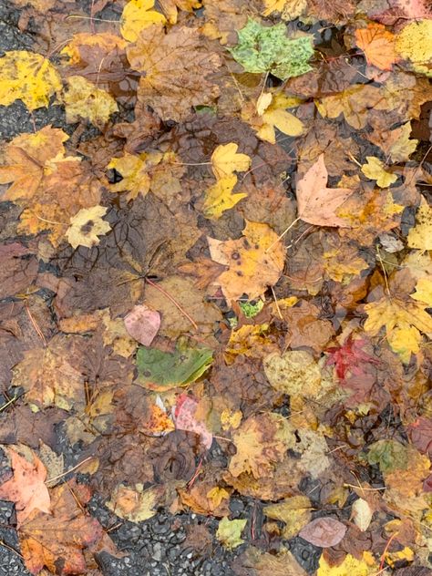 Emily Core, Forest Costume, Poster Moodboard, Culture Building, Muddy Puddle, Nature Reference, Mud Puddle, Collage Project, Future Nostalgia