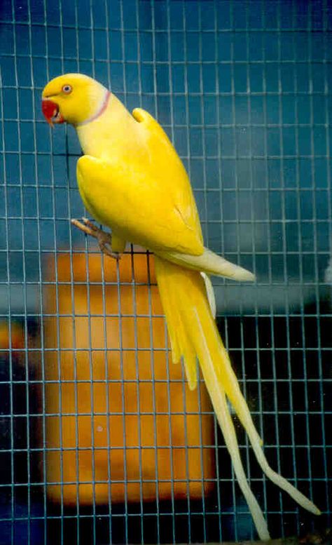 Indian Ringneck Yellow Ring Neck Parrot, Indian Ringneck Parrot Tattoo, Yellow Indian Ringneck Parrot, Yellow Ringneck, Ring Neck Parrot, Pretty Parrots, Indian Ringneck Parrot, Lutino Cockatiel, Budgies Parrot