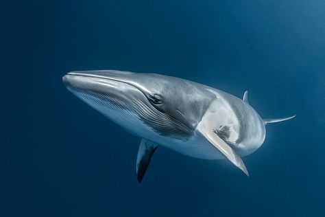 Stare — Josh Blank Photography Great Barrier Reef Australia, Nature Portraits, Barrier Reef Australia, Minke Whale, Great Barrier Reef, Marine Life, Acrylic Prints, Wall Art Prints, Ribbon