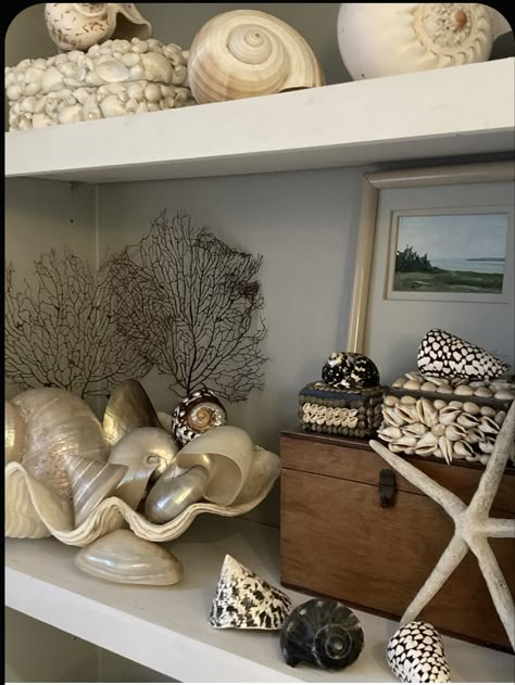 Large Shell Decor, Houses With Plants, Shells Display, Decorating With Shells, Shell Storage, Seashell Display, Seashell Collection, Shell Display, Coral Decor