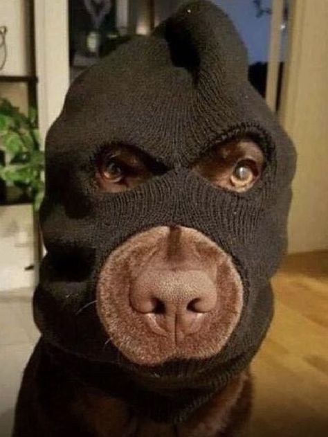 Cute Dog Costumes, Doberman Love, Scary Dogs, Hilarious Photos, Doberman Dogs, Funny Animal Photos, Dog Biting, Bad Dog, Crazy Funny