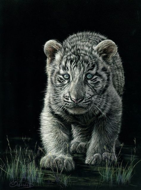 animals in scratch board | Animals - Lesley Barrett Scratchboard Art Wildlife Drawings, Scratch Paper Art, Scratchboard Art, Stippling Art, Pencil Drawings Of Animals, Wildlife Artwork, Scratch Art, Tiger Art, Black And White Painting