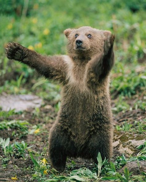 Yellowstone Forever on Instagram: "We're sending a great big bear hug to all supporters and friends of Yellowstone! Thank you for helping protect, preserve, and enhance the park for future generations. To make an end of year gift for Yellowstone National Park, click on the link in our profile or go to www.yellowstone.org/ways-to-give. 📷: Tom Murphy" Grizzly Bear Cub, Alaska Pictures, Bear Standing, Black Forest Green, Bear Pictures, Bear Cub, Bear Hug, Bear Cubs, Forest Friends