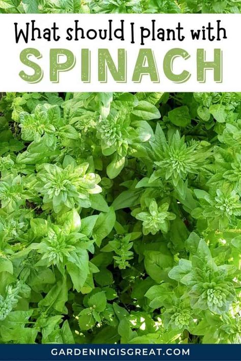 8 Spinach Companion Plants That Grow Well With Spinach - Gardening is Great Spinach Companion Planting, Companion Plants For Spinach, Spinach Companion Plants, Spinach Garden, Spinach Growing, Onion Companion Planting, Planting Spinach, Grow Spinach, Garden 101