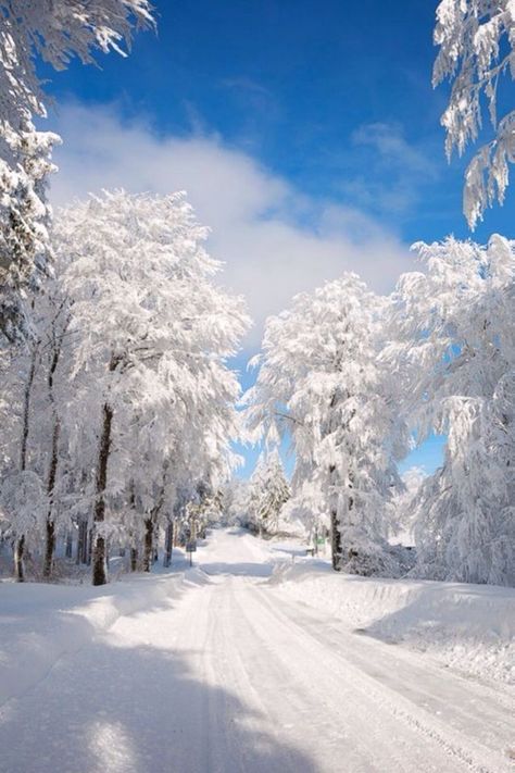 (6) Página Inicial / Twitter Sunny Winter Day, Winter Landscape Photography, Winter Drawings, Sunny Winter, Beautiful Winter Scenes, Photography Christmas, Snow Pictures, Snow Photography, Snow Covered Trees