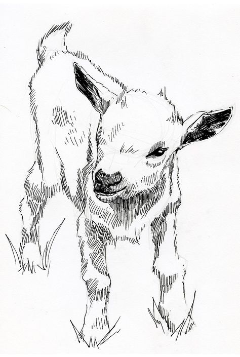 Pen, sketch , illustration,lamb, art, by Jonathon B Baker Goats Drawing Sketch, Sheep Sketch Drawings, How To Draw Lamb, Goat Sketch Drawings, Lamb Face Drawing, Lamb Sketch Drawing, Lamb Drawing Reference, Pen Drawing Animals, Farm Animal Sketches