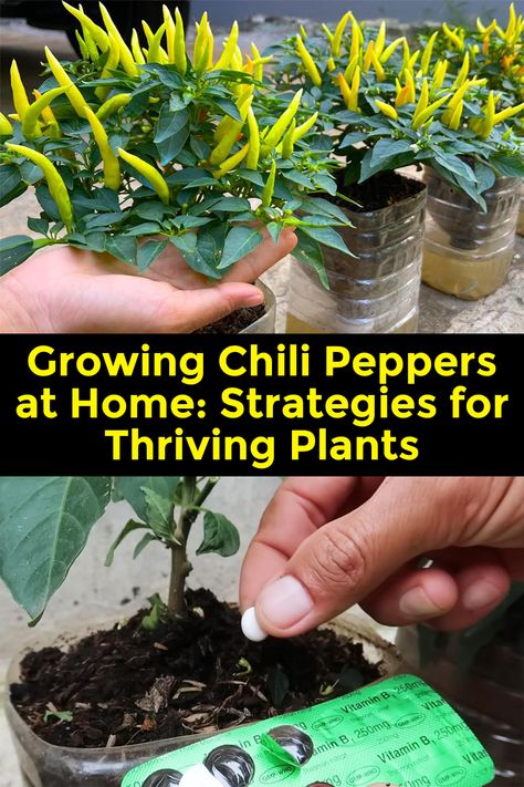 Growing Chili Peppers at Home: Strategies for Thriving Plants... Chili Plants Growing Tips, Pepper Plants Growing Tips, Chilli Tree, Growing Chillies, Growing Chili Peppers, Chili Pepper Plant, Chilli Plant, Foliar Spray, Grow Avocado