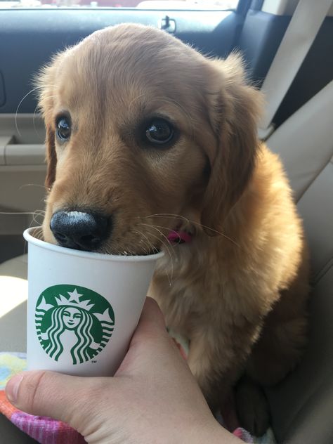 Puppy with a Starbucks pup cup Dog Drinks, Pup Cups, Pup Cup, Pet Care Tips, Dog Eating, The Favorite, Aesthetic Collage, Service Dogs, Dog Care