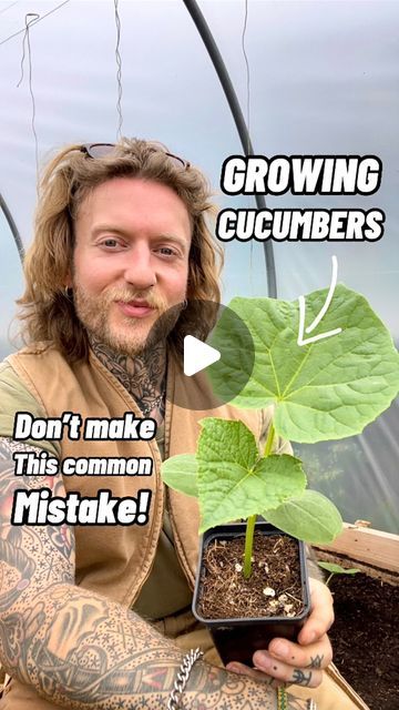 Jamie Walton | Nettles & Petals on Instagram: "Common Cucumber growing mistake! 🥒  I love growing my own cucumbers, but they can be a little temperamental to grow from seed.   Cucumber seeds germinate fast, usually within 5-10 days and the adult plants do need a lot of water as they grow to produce large fruits that consist mainly of water.   However, much like Basil, at the early seedling stage, cucumbers do not like to be overwatered and this can be a common mistake. If you notice your plants leaves are yellowing then there’s a good chance that is why.   They prefer lightly moist free draining soil or compost that is bordering on being a little dry when compared to a lot of other seedlings water preferences. I test this by familiarising myself with the wet and dry weight of the potted p Planting Cucumbers In Pots, How To Plant Cucumbers In A Pot, Cucumber In A Pot, How To Grow Cucumbers In A Pot, Cucumber Plants In Pots, Cucumber Plants Growing Tips, Grow Cucumbers In A Pot, Cucumber Growing Tips, Growing Cucumbers In Containers