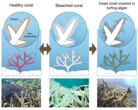 Ceramic Coral Reefs, Oceanography Marine Biology, Scuba Mask, Artificial Reef, Coral Bleaching, Upsc Ias, Civil Services, Coral Garden, Save Our Earth