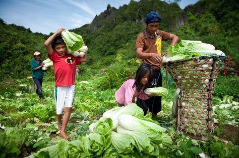 Vegetable farmers of Mantalongon Farm Philippines, Lettuce Farm, Harvesting Vegetables, Creative Images, People Of The World, Image Types, Lettuce, Royalty Free Images, Farmer