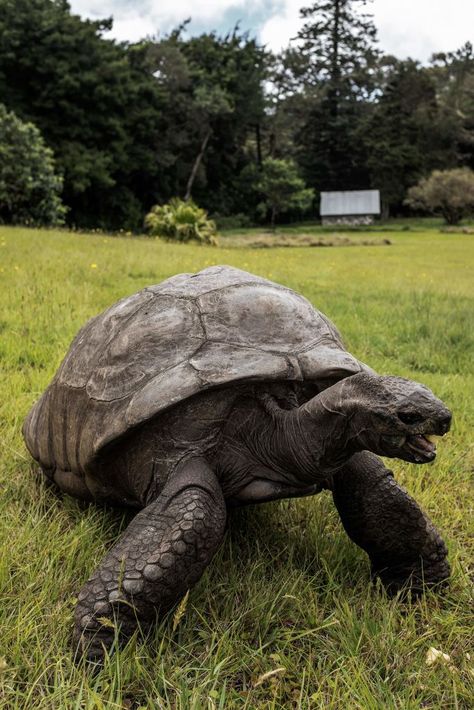 187-Year-Old Jonathan the Tortoise of St. Helena Is the World’s Oldest Land Animal Galapagos Tortoise, Giant Tortoise, Leafy Plants, Guinness World Records, St Helena, First Photograph, Fact Sheet, Zoology, Animals Of The World