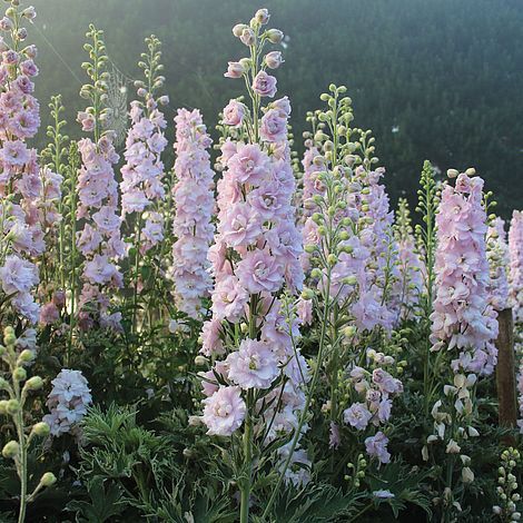 Delphinium Plant, Delphinium Flowers, Nothing But Flowers, Flower Spike, Flower Therapy, Pretty Plants, Delphinium, Flowers Nature, Dream Garden