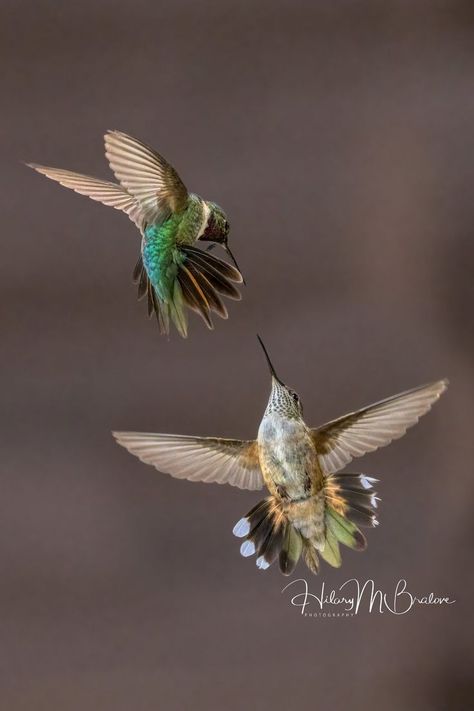 Hummingbird Flying, Hummingbirds Photography, Hummingbird Pictures, Hummingbird Art, Classy Tattoos, Little Critter, Colorful Birds, Birds Flying, Bird Photography