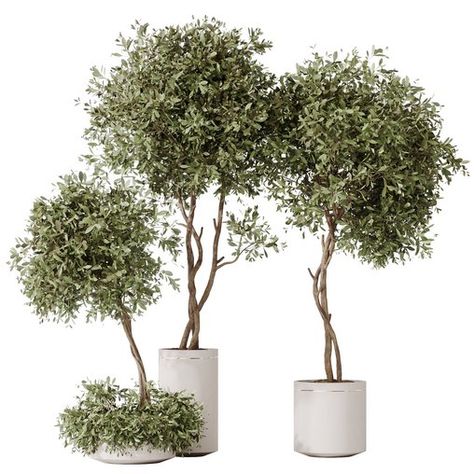 HousePlants Olive Artificial Olivo Olea Tree Artificial Olive Tree, Tree Photoshop, Olive Plant, Tree Pot, Plant Png, Tree Restaurant, Indoor Tree, Olea Europaea, Material Library