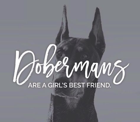 Dobermans are a girls best friend Black And Tan Terrier, Doberman Pinscher Puppy, German Pinscher, Doberman Love, Repost If, Doberman Pinscher Dog, Doberman Puppy, Doberman Dogs, Dog Help