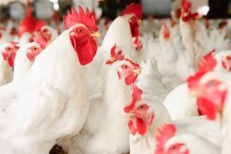 How to Make Broiler Chickens Grow Faster Broiler Chicken, Mold Growth, Chicken Feed, Soy Free, Eating Well, Coop, How To Run Longer, Chicken