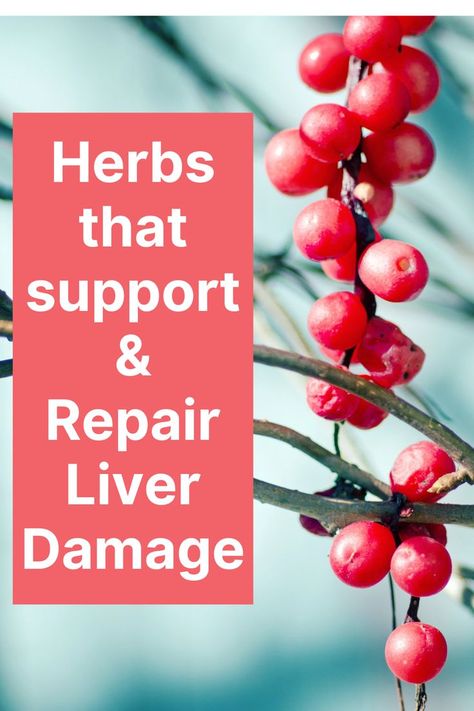 best herbs for liver repair Healing Liver Naturally, Herbs For Liver Health, Liver Support Supplement, Herbs For Liver, Liver Repair, Liver Healing, Detox Herbs, Heal Liver, Body Functions