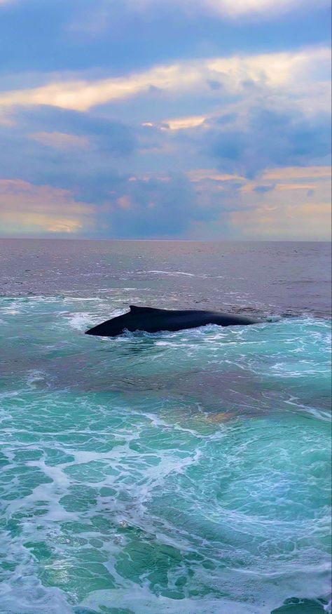 Cap Cod, Cape Cod Bay, Dream Summer, A Whale, Humpback Whale, Whale Watching, Sunset Photos, Summer Adventures, 2024 Vision