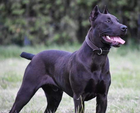 Panther Pitbull, Canis Panther, Doberman Pinscher Funny, American Staffordshire Bull Terrier, Black Labrador Retriever, Homeless Dogs, Canine Art, American Staffordshire, Labrador Retriever Dog