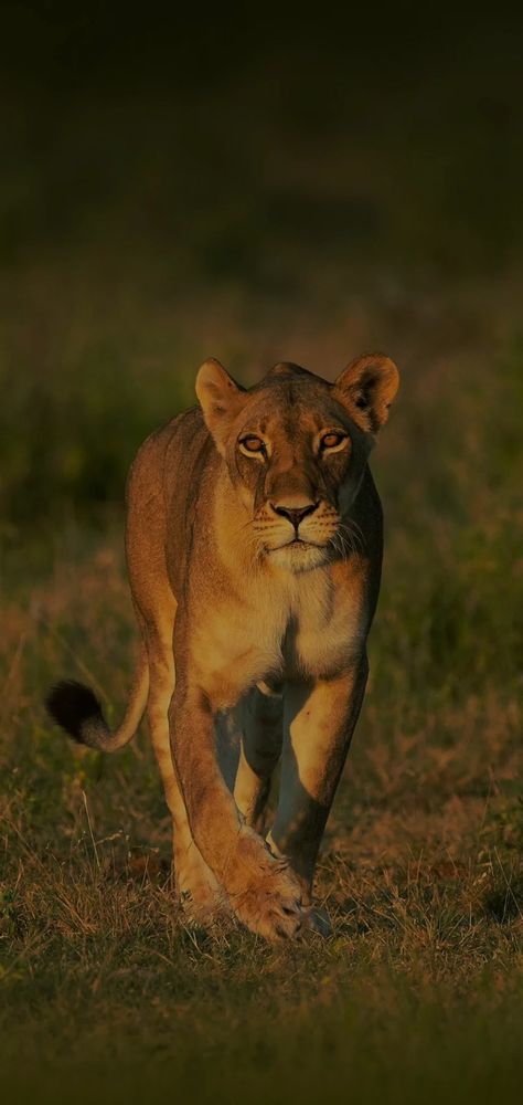 Lioness Lion King Jungle Forest Sunrise Greenery Bushes Trees Sky Clouds Sunset Hunt Food Kill River Birds Flying Feather South Africa Wildlife Sanctuary Photography Lioness Wallpaper, Lioness Wallpapers, Wild Life, Animal Planet, Big Cats, Lion, Mobile Phone, Wallpapers, Animals