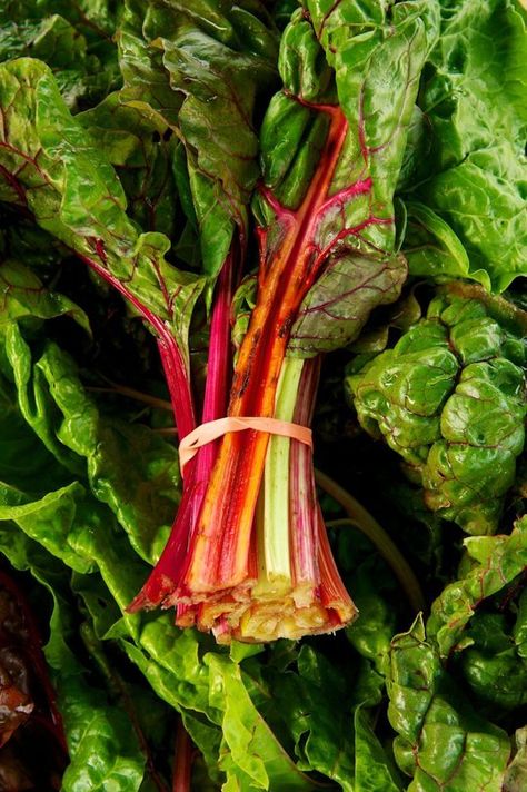 Love Swiss Chard!!!  Kale Thinks It's a Big Deal. Let's Eat Swiss Chard Instead. — Ingredient Intelligence Ovulatory Phase Foods, Burro Banana, Balcony Vibes, Types Of Cabbage, Swiss Chard Recipes, Chard Recipes, Biennial Plants, Perennial Vegetables, Garden Vegetables