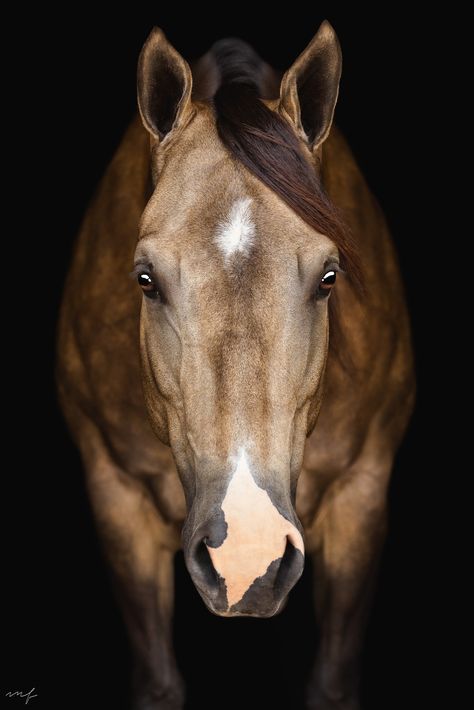 Consider today #MareMonday specifically so I can showcase 6-year-old Chocolate Chexed. She hit me with this angle and I knew this photo was going to turn out STUNNING. . . . #nwarkansas #northwestarkansas #fayettevillear #bentonvillearkansas #bentonvillear #arkansasphotographer #nwark Horse Face Front View, Professional Horse Photography, Horse Frontal View, Horse Head Photography, Close Up Animals, Horse Art Photography, Horse Portrait Photography, Horse Reference Photos, Farmer Photography