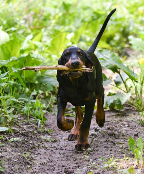 Dog breeds with the highest energy Coonhound Puppy, Black And Tan Coonhound, Throat Remedies, Female Dog Names, Active Dogs, Fall Dog, Dog Activities, Hound Dog, Raw Honey