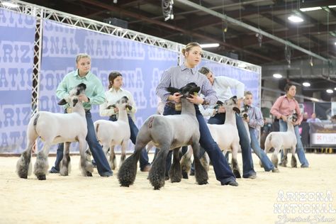 2023 Arizona National Livestock Show Livestock Show Outfits Sheep, Livestock Show Aesthetic, Sheep Showmanship, Stock Aesthetic, Show Lambs, Sheep Showing, Livestock Photography, Livestock Showing, Show Animals