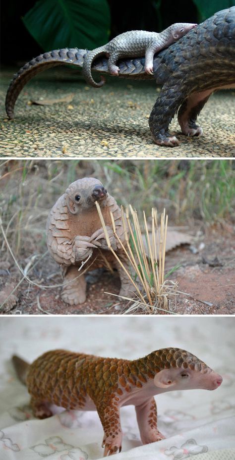 Baby Pangolin, Different Pictures, Unusual Animals, Rare Animals, Animal Species, Weird Animals, Unique Animals, Cute Creatures, An Animal