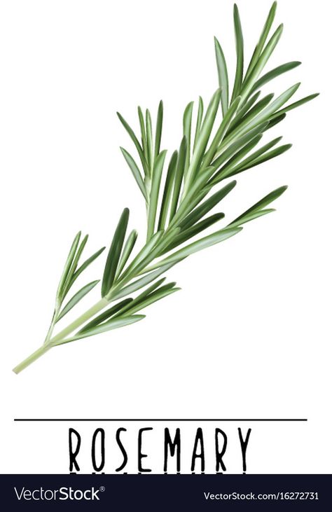 Rosemary Illustration Botanical, Rosemary Plant Drawing, Rosemary Painting, Rosemary Drawing, Rosemary Illustration, Rosemary Art, Herbs Watercolor, Herb Illustration, Herbs Image