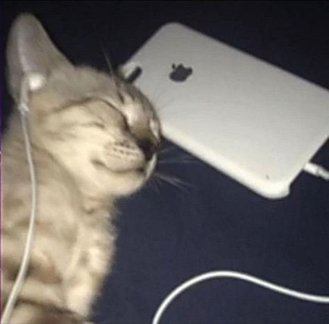 Playlist Covers Photo Chill, Listen To Music Meme, Cat Crying, Music Cover Photos, Playlist Covers Photos, Clowns Funny, Music Pics, Silly Cats Pictures, Playlist Covers