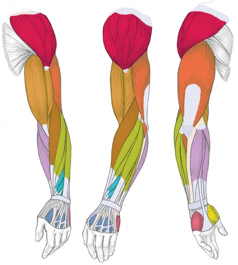 Muscles Diagram, Simplified Anatomy, Muscles Drawing, Forearm Anatomy, Drawing Construction, Muscle Diagram, Arm Anatomy, Arm Muscle, Hand Anatomy