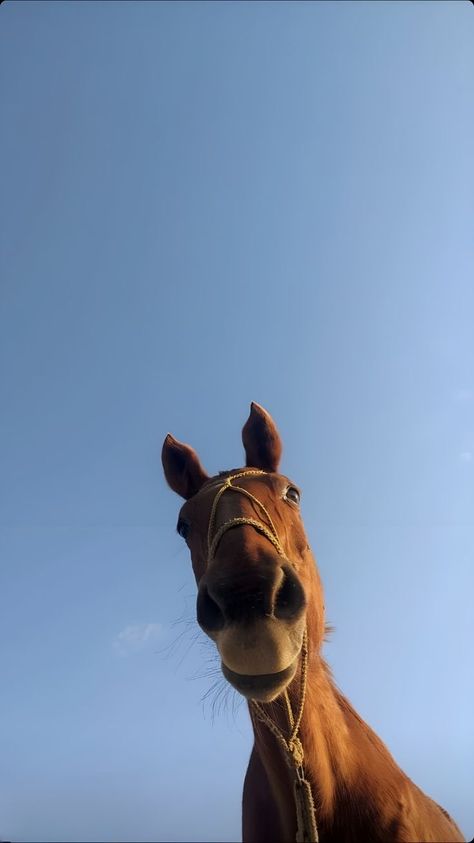 Horse Phone Background, Horse Lockscreen, Cowboy Wallpaper, Horse Girl Aesthetic, Horse Background, Cowboy Pictures, Cute Horse Pictures, Baby Farm Animals, Horse Wallpaper