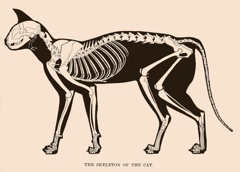 Halloween Decor With Vintage Printables Feline Anatomy, Vintage Halloween Printables, Animal Skeleton, Skeleton Anatomy, Cat Skeleton, Skeleton Drawings, Cat Anatomy, Animal Skeletons, Skeleton Illustration